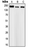 Nav-pan Antibody
