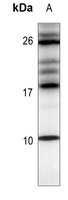 CXCL12 Antibody