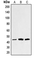 Alpha-sarcoglycan Rabbit Polyclonal Antibody