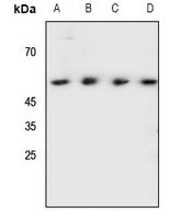 SHB (Phospho-Y246) Rabbit Polyclonal Antibody