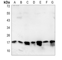 SUMO2/3 Antibody