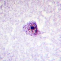 SOX9 (Phospho-S181) Rabbit Polyclonal Antibody