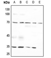 Osteopontin Rabbit Polyclonal Antibody