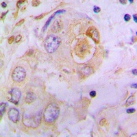 Osteopontin Rabbit Polyclonal Antibody