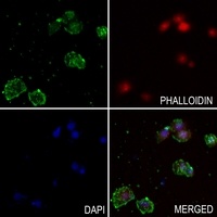 Osteopontin Rabbit Polyclonal Antibody
