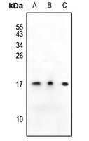 SSBP1 Rabbit Polyclonal Antibody