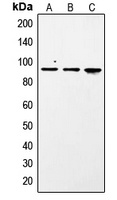 STAT1 (Phospho-S727) Antibody
