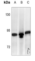 STAT1 Antibody
