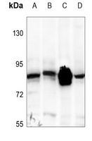 STAT1 Antibody