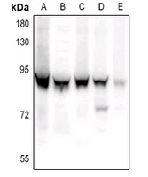 STAT3 (Phospho-S727) Rabbit Polyclonal Antibody