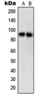 STAT5A (Phospho-S780) Rabbit Polyclonal Antibody