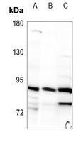 STAT5A Rabbit Polyclonal Antibody