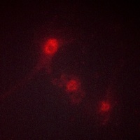 LKB1 (Phospho-S428) Rabbit Polyclonal Antibody