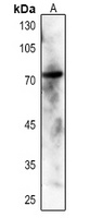 SYK (Phospho-Y348) Rabbit Polyclonal Antibody