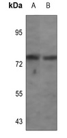 Synapsin 1 (Phospho-S62) Rabbit Polyclonal Antibody