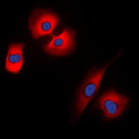 Synaptophysin Rabbit Polyclonal Antibody