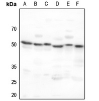 ADA2A Antibody