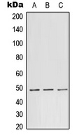 TEAD1 Rabbit Polyclonal Antibody