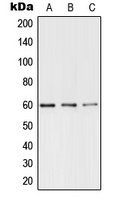 TERF1 (Phospho-S219) Rabbit Polyclonal Antibody
