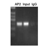 AP2 alpha/beta Rabbit Polyclonal Antibody