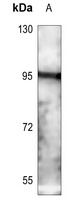 CD71 Rabbit Polyclonal Antibody