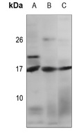 TGF alpha Rabbit Polyclonal Antibody