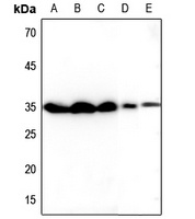 Tetraspanin 8 Rabbit Polyclonal Antibody