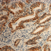 Tetraspanin 8 Rabbit Polyclonal Antibody