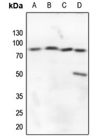A20 Antibody