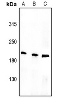 Tensin 1 (Phospho-Y1326) Rabbit Polyclonal Antibody