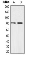 p73 (Phospho-Y99) Rabbit Polyclonal Antibody