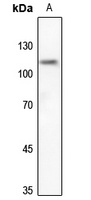 UBA7 Rabbit Polyclonal Antibody