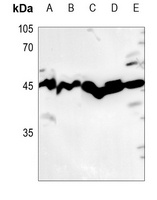 USF2 Rabbit Polyclonal Antibody