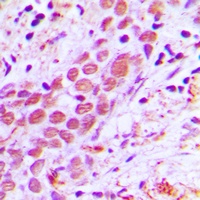 USF2 Rabbit Polyclonal Antibody