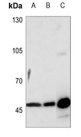 VASP Rabbit Polyclonal Antibody