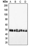 VASP Rabbit Polyclonal Antibody