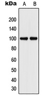CD106 Antibody