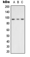 VCP Rabbit Polyclonal Antibody