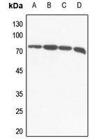 VGF Rabbit Polyclonal Antibody
