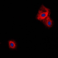 VGF Rabbit Polyclonal Antibody