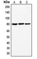 Ezrin (Phospho-T567) Rabbit Polyclonal Antibody