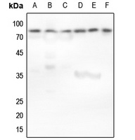 Ku80 Rabbit Polyclonal Antibody