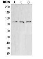 Ku80 Rabbit Polyclonal Antibody