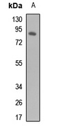 Ku80 Rabbit Polyclonal Antibody