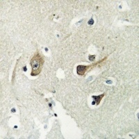 14-3-3 gamma Antibody [KO/KD Validated]