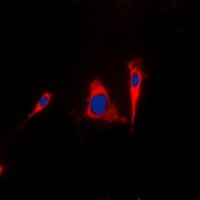 14-3-3 gamma Antibody [KO/KD Validated]