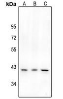 CD184 (Phospho-S339) Antibody
