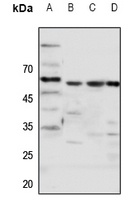 Frizzled 5 Rabbit Polyclonal Antibody