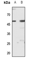 ZIP7 Antibody