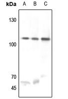 USP11 Rabbit Polyclonal Antibody
